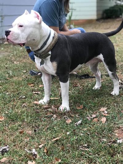 piebald tri bully